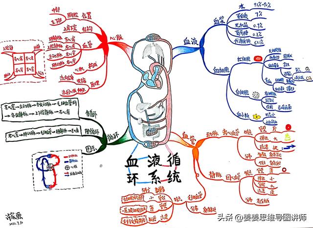 初一生物上册知识点总结，初一生物上册知识点总结思维导图？