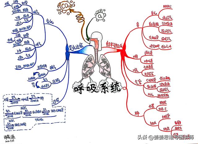 初一生物上册知识点总结，初一生物上册知识点总结思维导图？