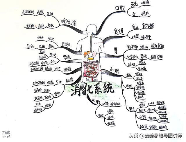 初一生物上册知识点总结，初一生物上册知识点总结思维导图？